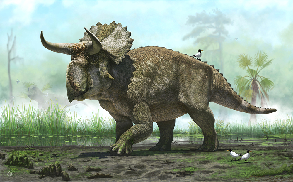 Nasutoceratops Update