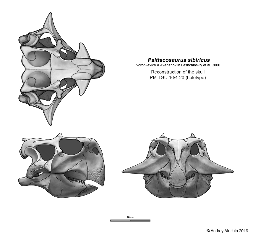 Psittacosaurus sibiricus skull (holotype)