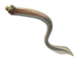 Conodont