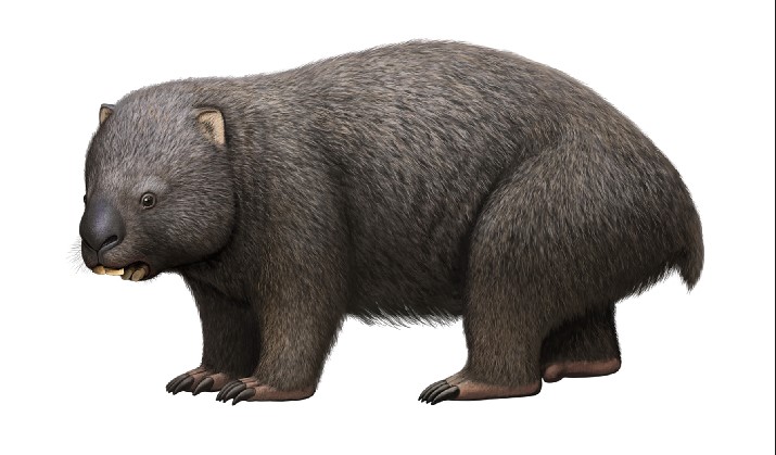 Phascolonus gigas by Olorotitan on DeviantArt