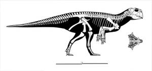 Psittacosaurus sibiricus (medium sized individual)