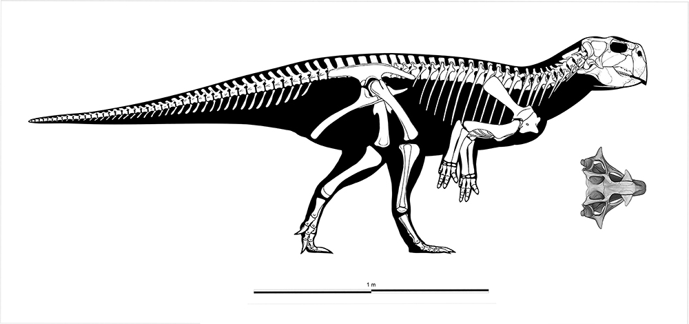 Psittacosaurus sibiricus (medium sized individual) by Olorotitan on ...