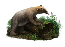 Palorchestes sp.