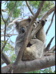 True Australian Beauty