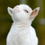 'Smug Goat' Memes