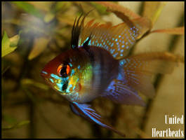 Mikrogeophagus ramirezi