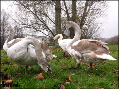 Cygnus olor