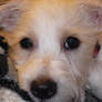 Someone told me to call him Snowy