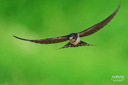 Barn Swallow