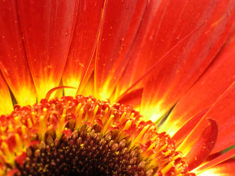 gerber daisy