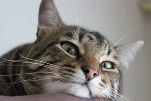 Whiskers by Visualiart Whiskers by Visualiart