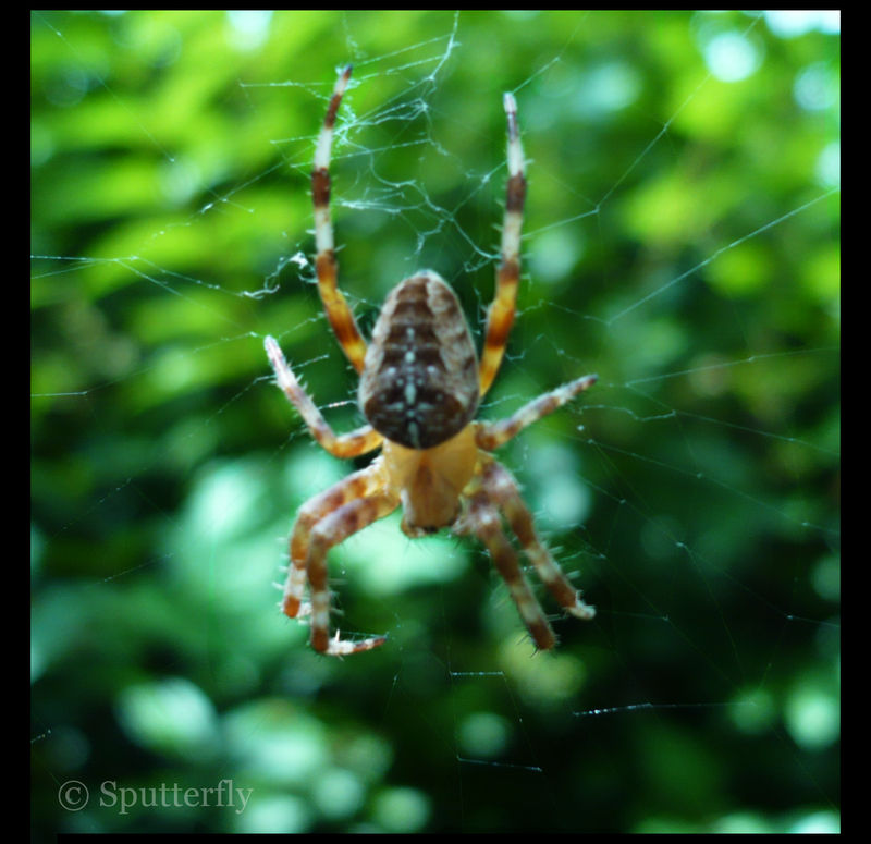 Spider Insect Deviantart Spider by Sputterfly on DeviantArt