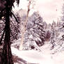 Winter Forest Wonderland