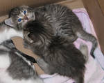 My New Little Kitties 1... by tndrhrtd37