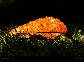 fallen leaf