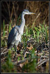 Young Heron by JakeSpain