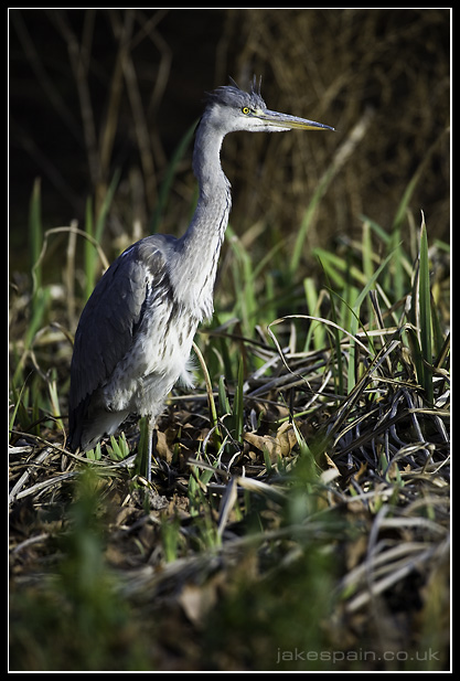 Young Heron