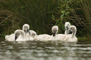 Ugly Ducklings? I disagree...