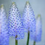 Scilla