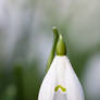 simple snowdrop