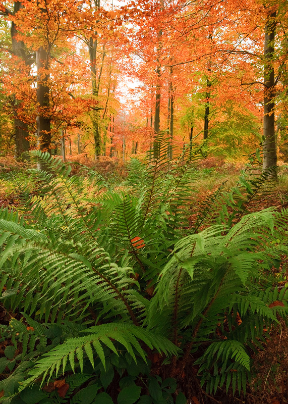 Deciduous Forest