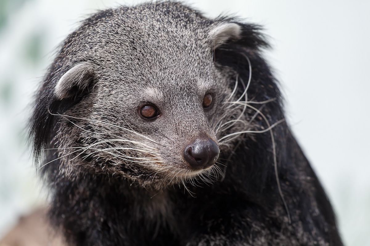 Binturong