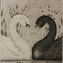 Swans and Lotus Flowers