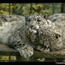 Snow Leopard Kisses