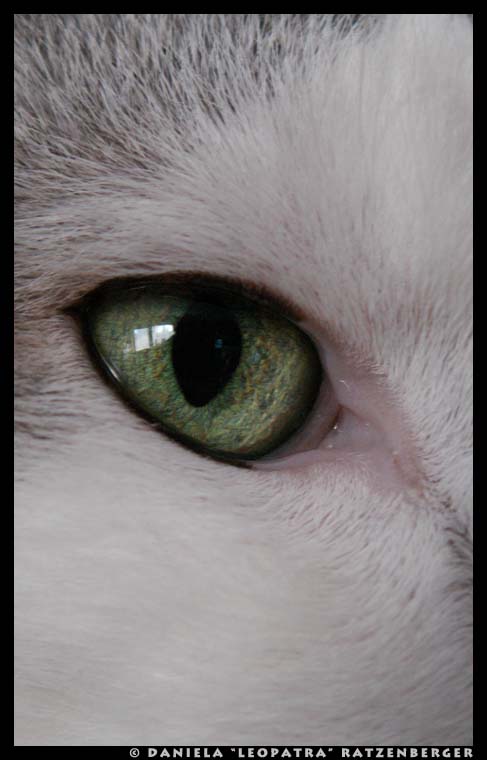 Cat Eye 3