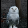 Snowy Owl