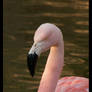 LB Flamingo