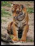 -sitting Tiger- by leopatra-lionfur