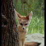 bll bll Fennec Cub