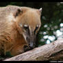 -Coati-