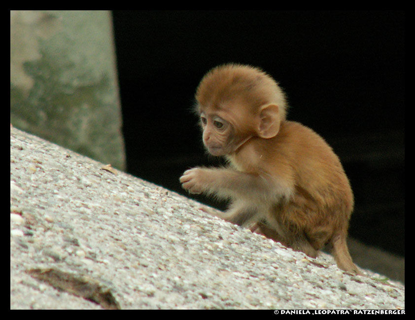 Baby Monkey