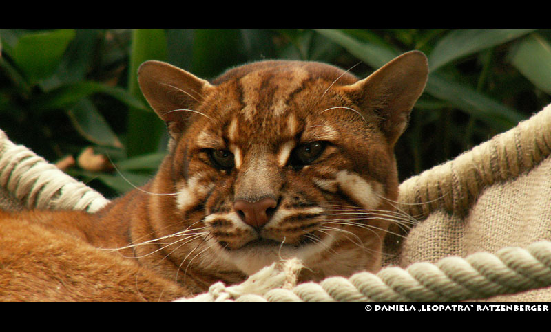 Asian Golden Cat