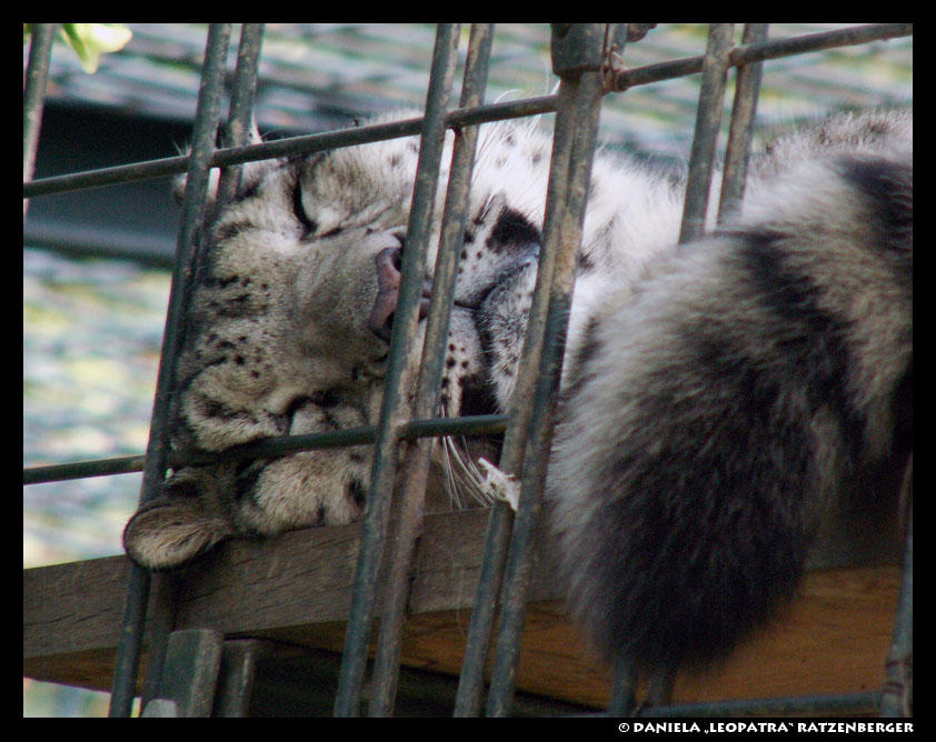 ZzZ Snow Leopard by leopatra-lionfur on DeviantArt