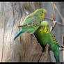 Mr And Mrs Budgie 2