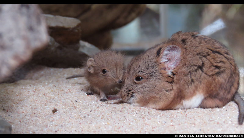 Elephant Shrews