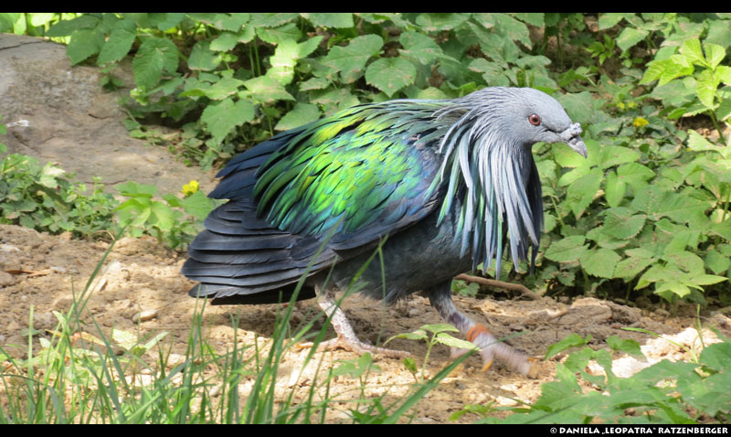 Nicobar Pigeon