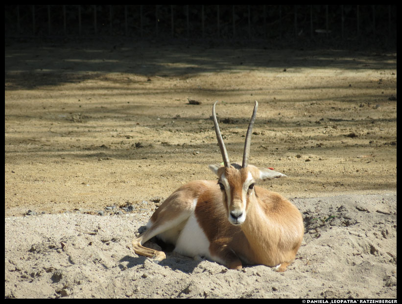 Dorkas Gazelle