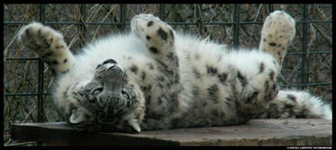 Snow Leopard Cat on the Back