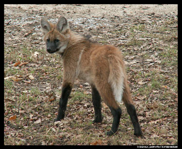 Maned Wolf Puppy again