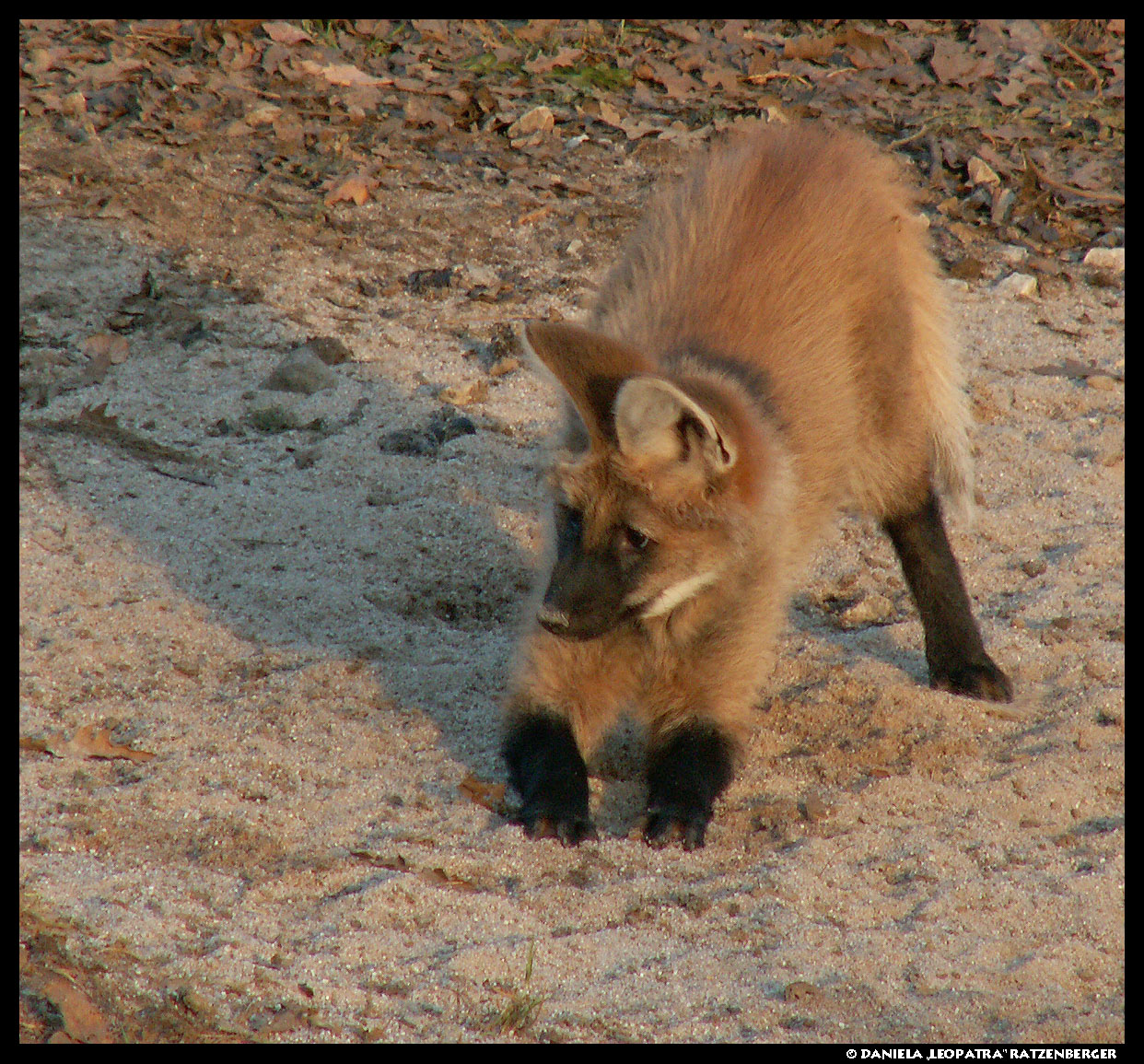 Maned Wolf Pup - Play No2
