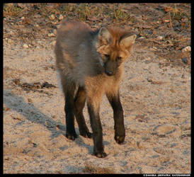 Maned Wolf Pup - Play No3