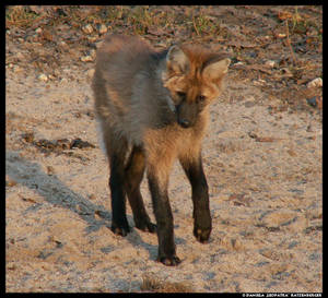 Maned Wolf Pup - Play No3