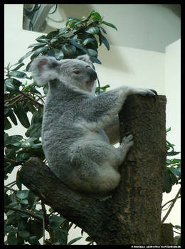 Koala