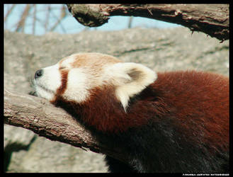 Red Panda sleeping