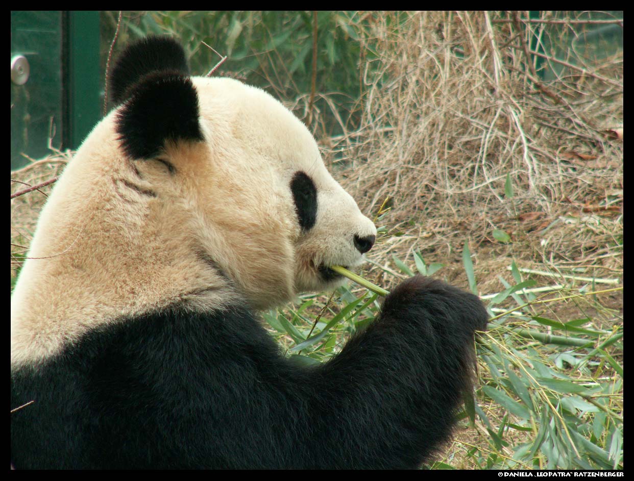 Eating Giant Panda