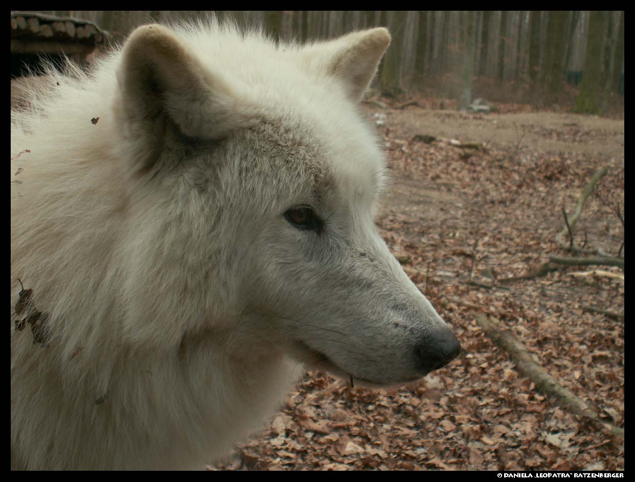 Polar Wolf Portrait